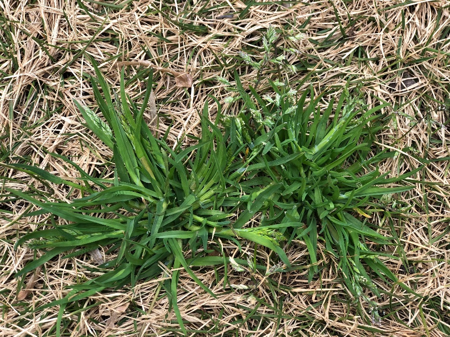 tackling winter weeds: poa annua in dormant lawn