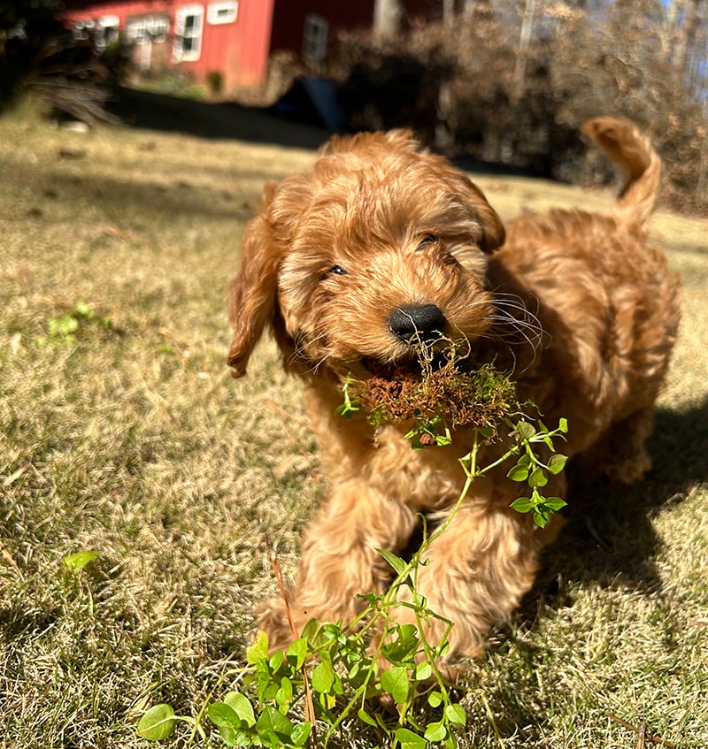 Rosie Chickweed