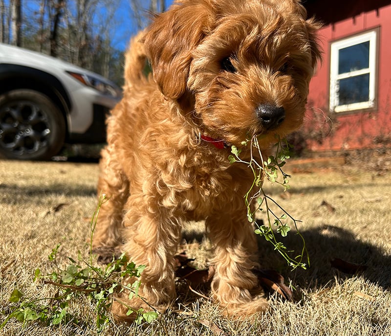 Rosie bittercress