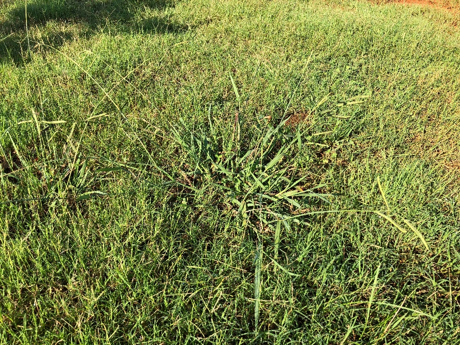 dallisgrass clump with long flower stalks-1