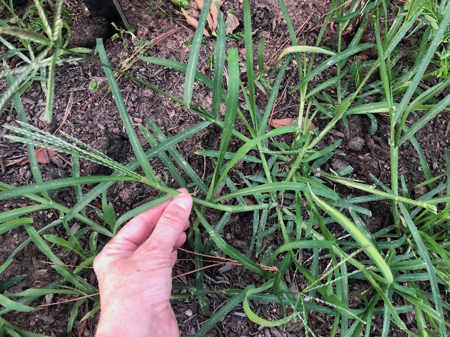goosegrass stem-1