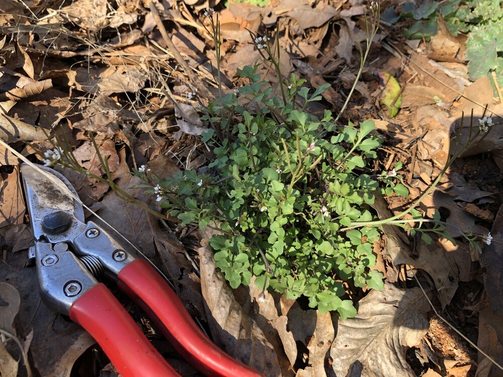 hairy bittercress lawn weed