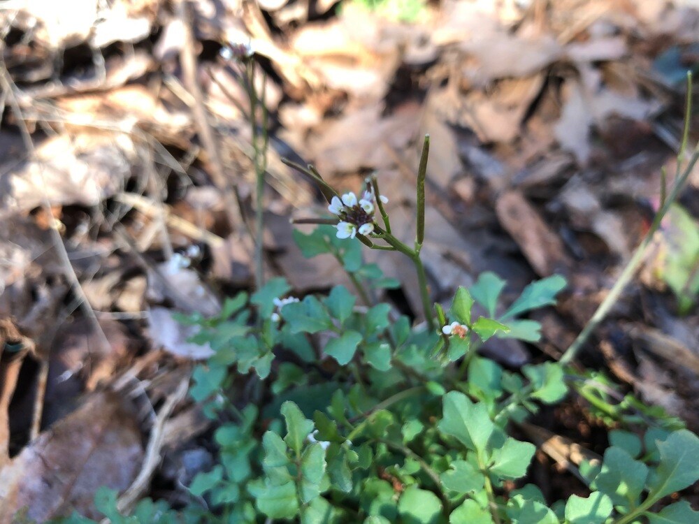 Hair Bittercress lawn weed - flower and fruit