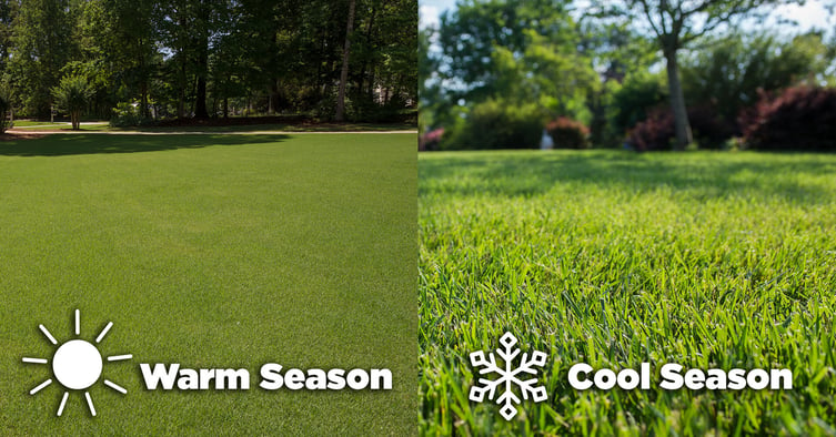 3 Differences Between Warm- and Cool-Season Grass Seed