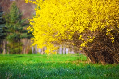 forsythia flowers as a signal for applying pre-emergents