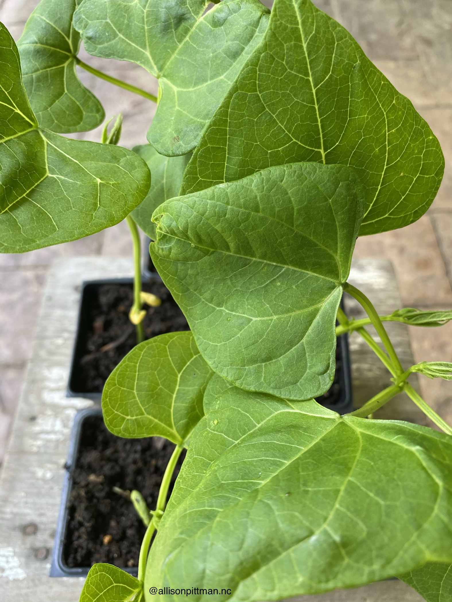 03-beans true leaves-Notice the yellowed cotyledons towards base of stem