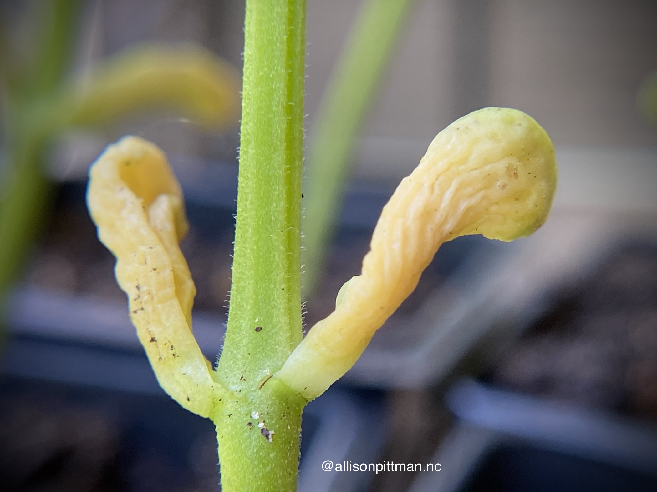 04-Imagine the cotyledons saying I’m done-Job complete-You true leaves can take it from here-Later alligator-mic drop