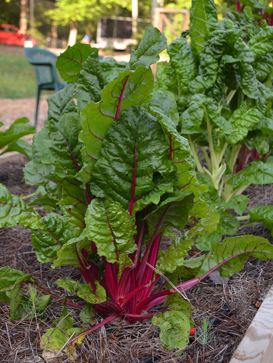 5_Vegetable