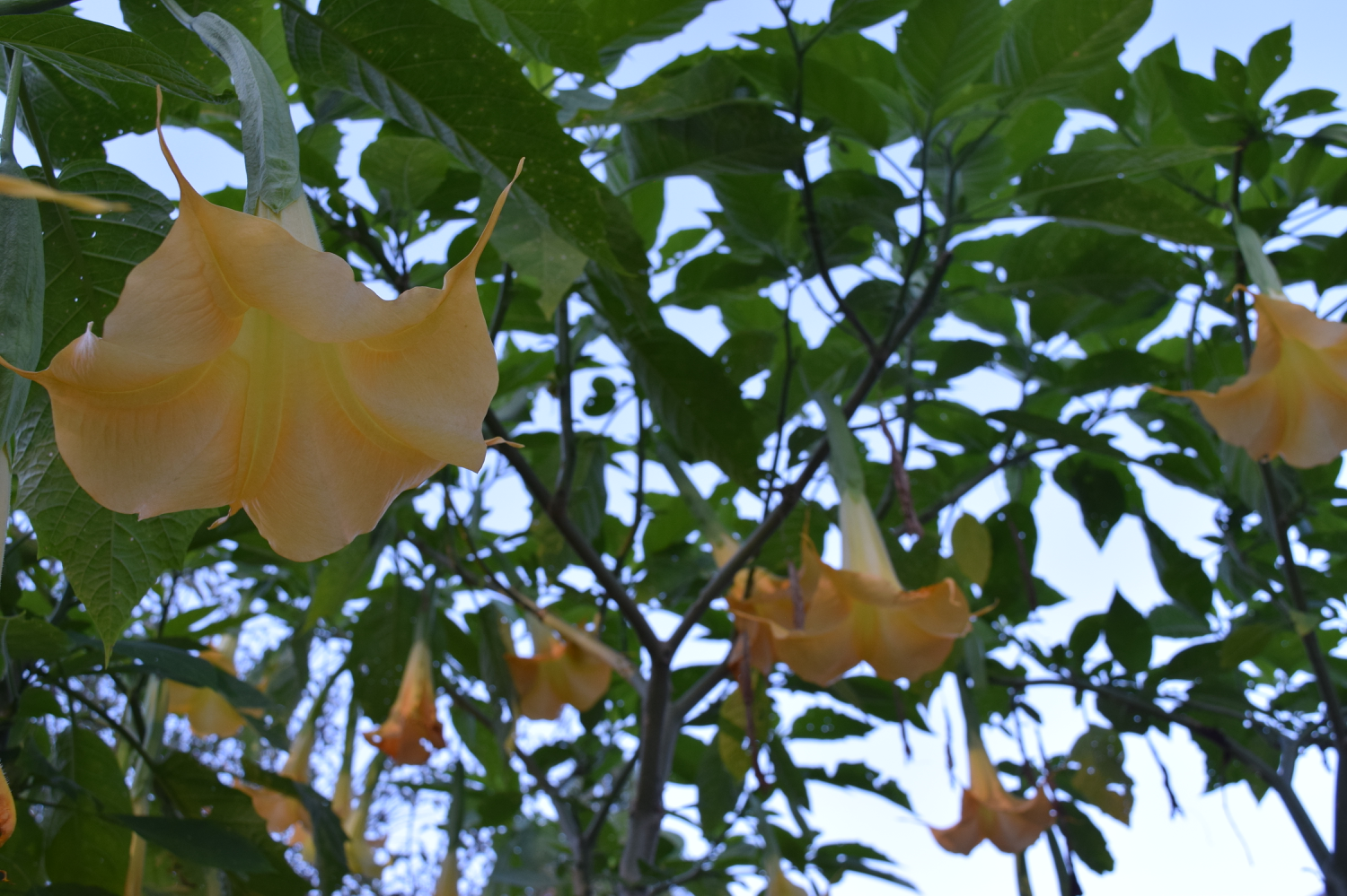 Autumn_Brugmansia Charles Grimaldi