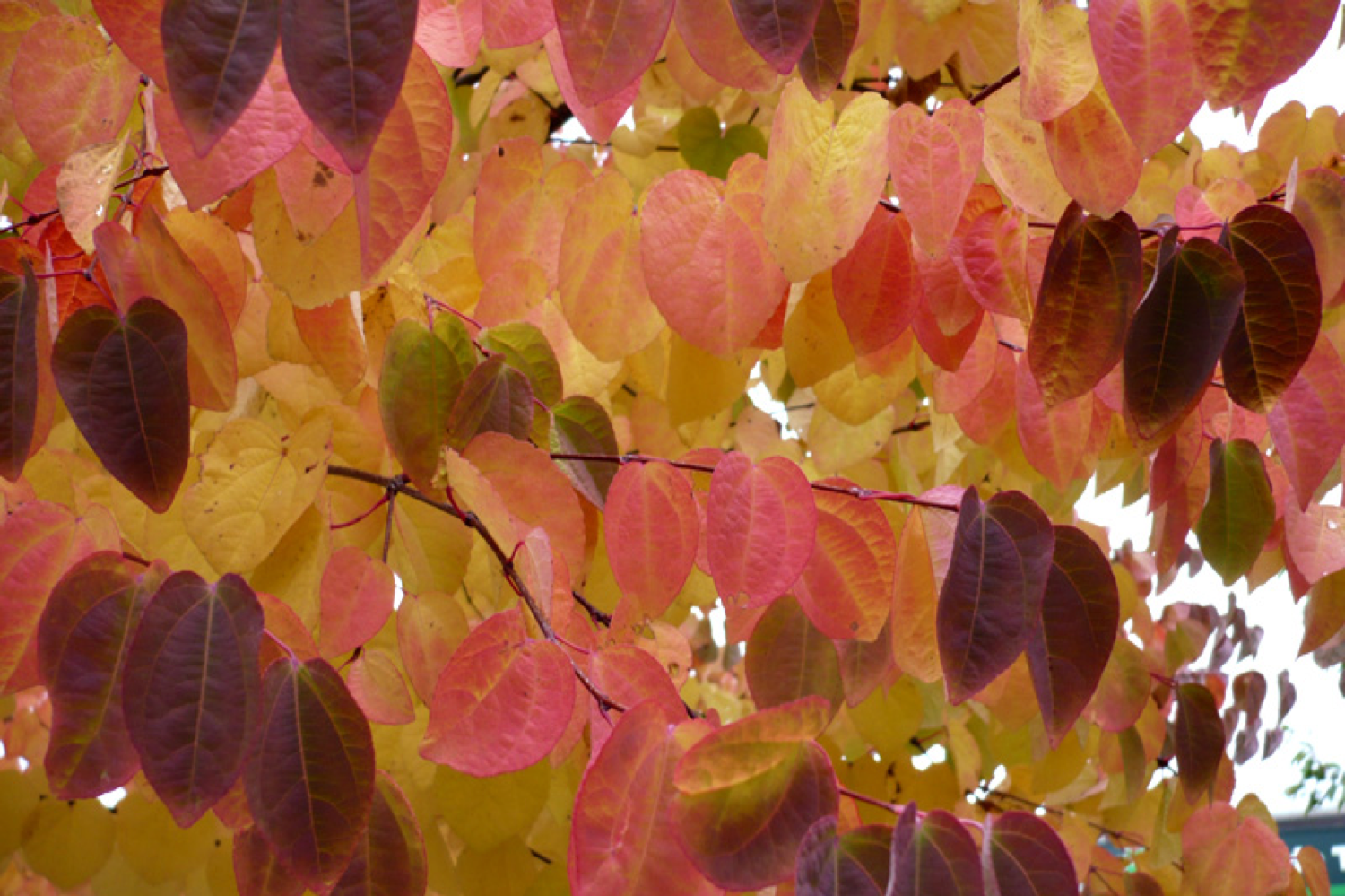 Autumn_Cercidiphyllum japonicum