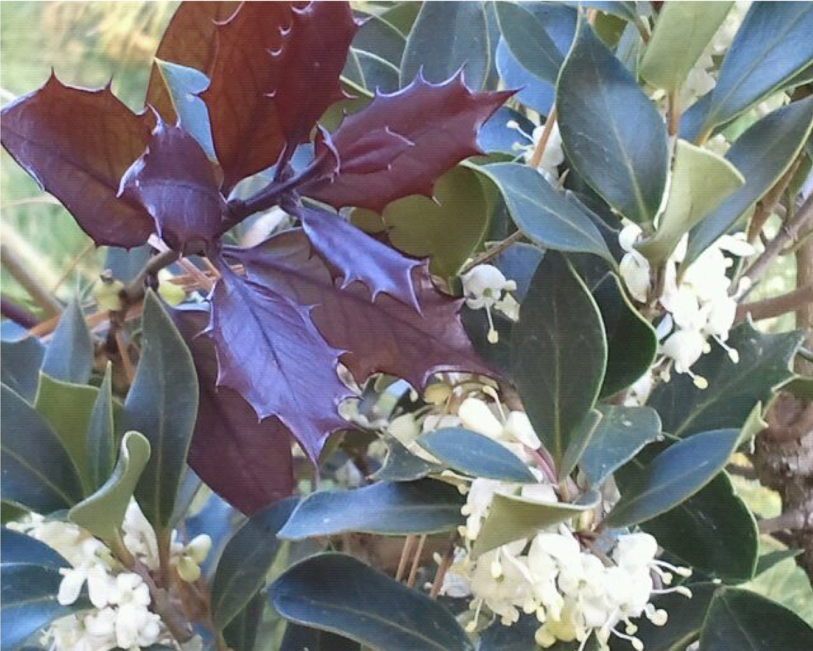 Autumn_Osmanthus_heterophyllus_Purple