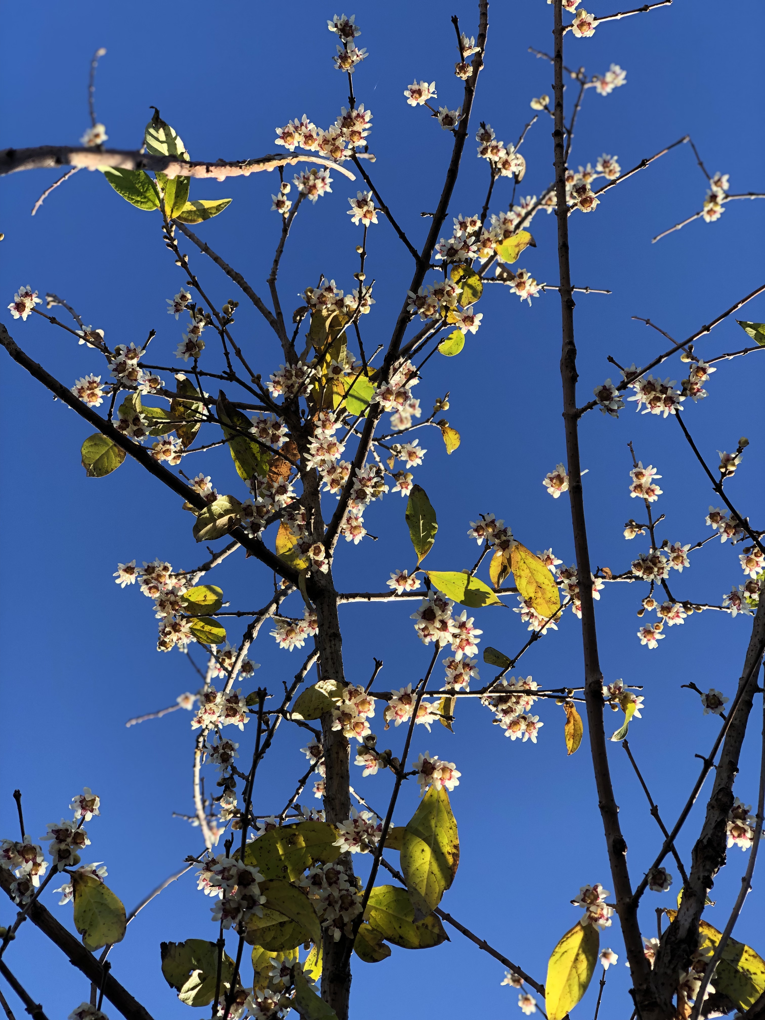 Brie Wintersweet flowers with blue sky