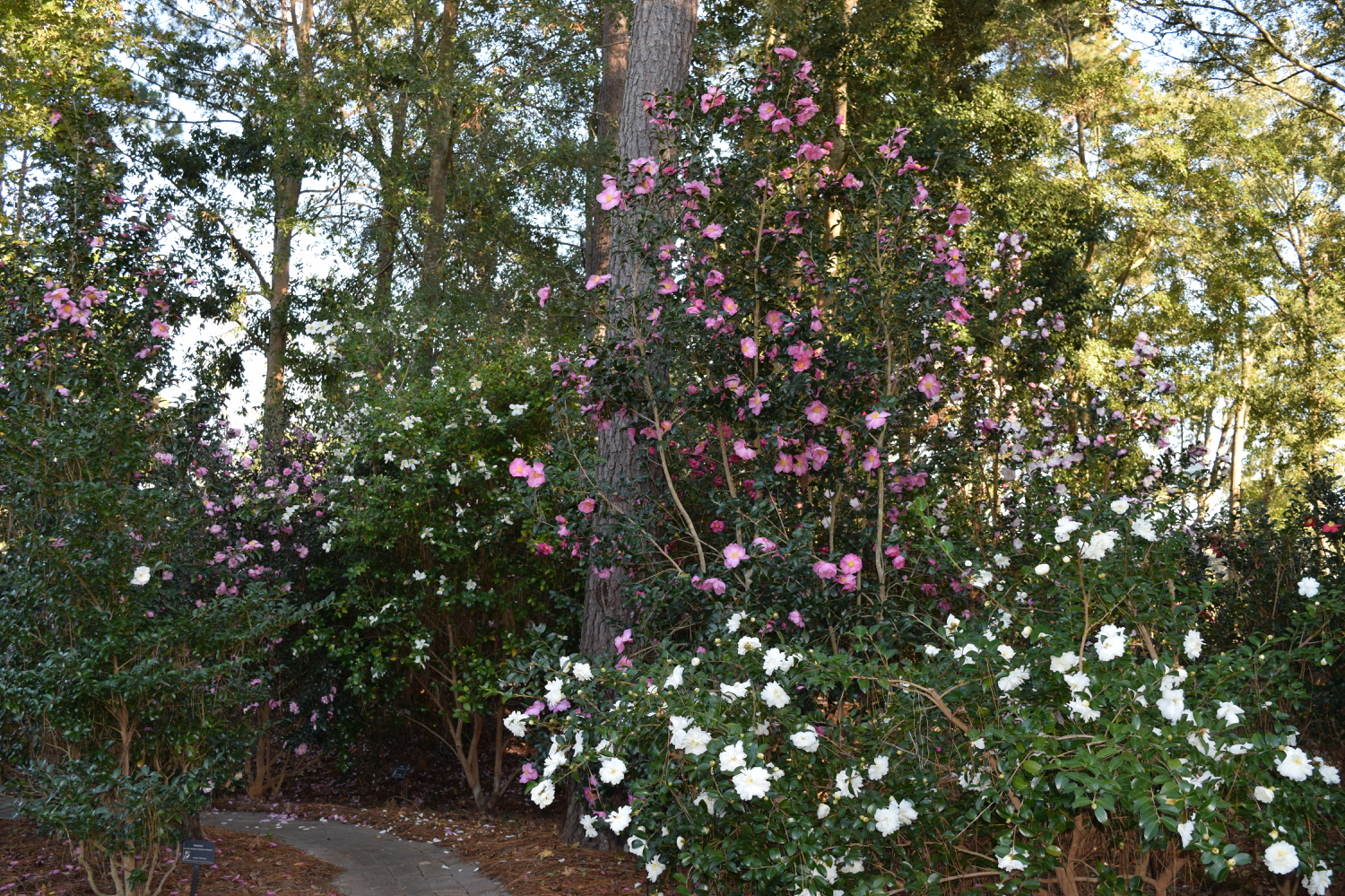 Camellia sasanqua x oleifera