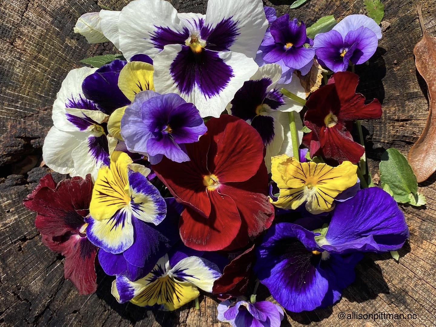 Violas