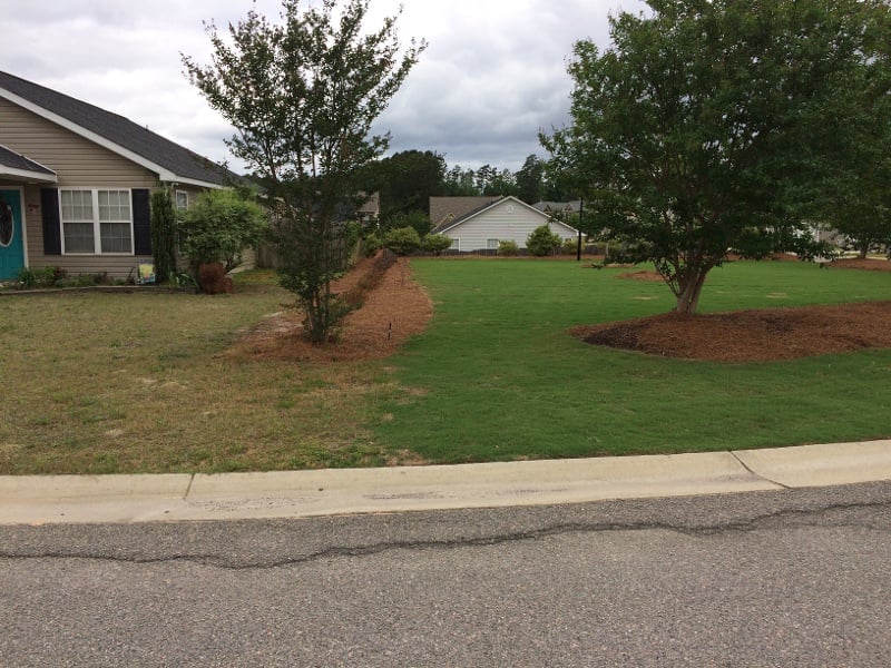 TifTuf is superior to all other lawns for drought tolerance