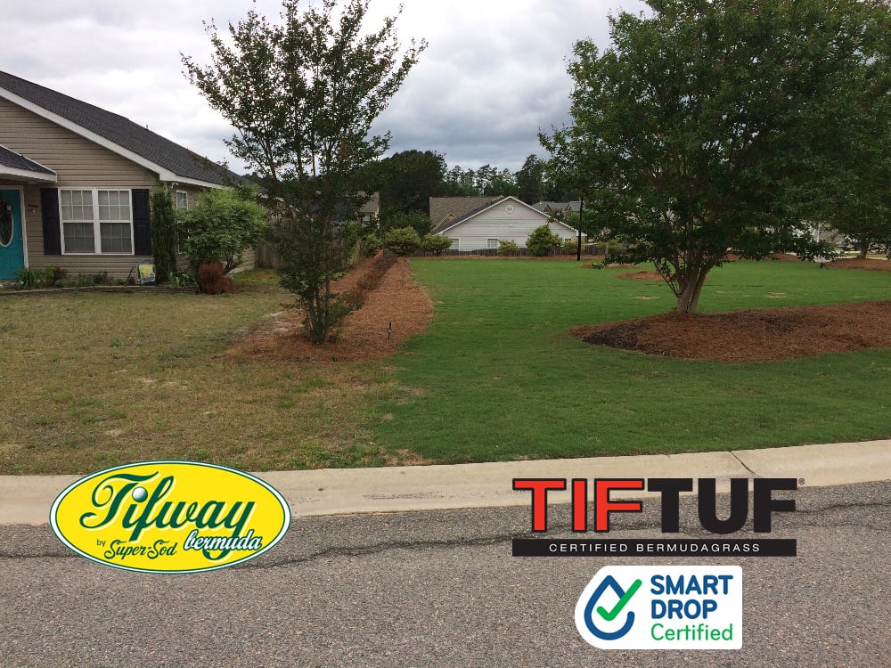 TifTuf is superior to all other lawns for drought tolerance