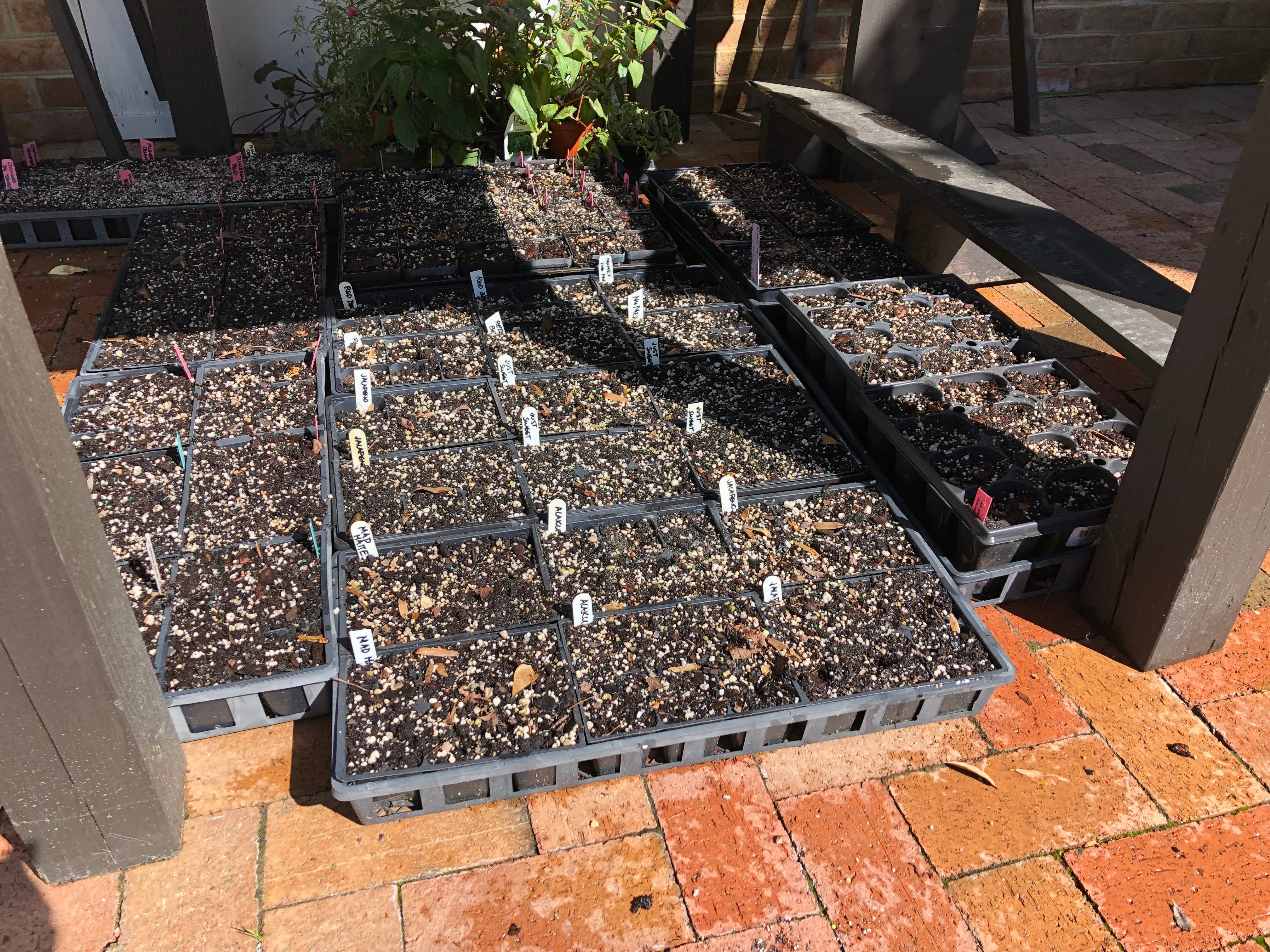 seed trays outside