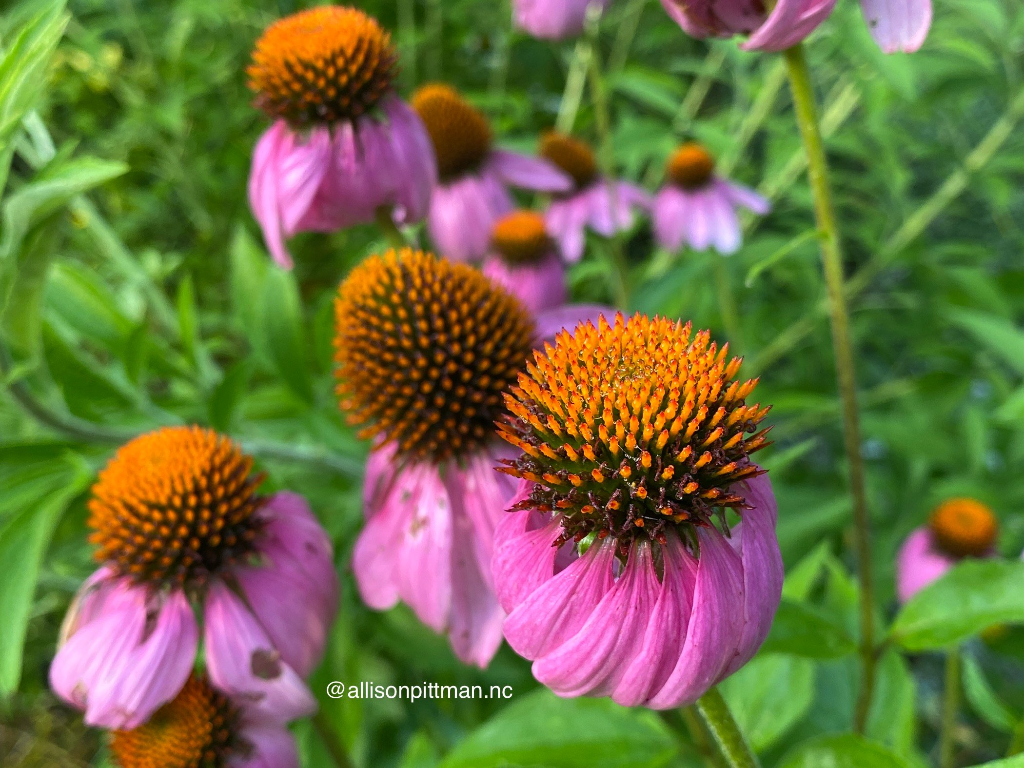 Purple coneflower or echinacea