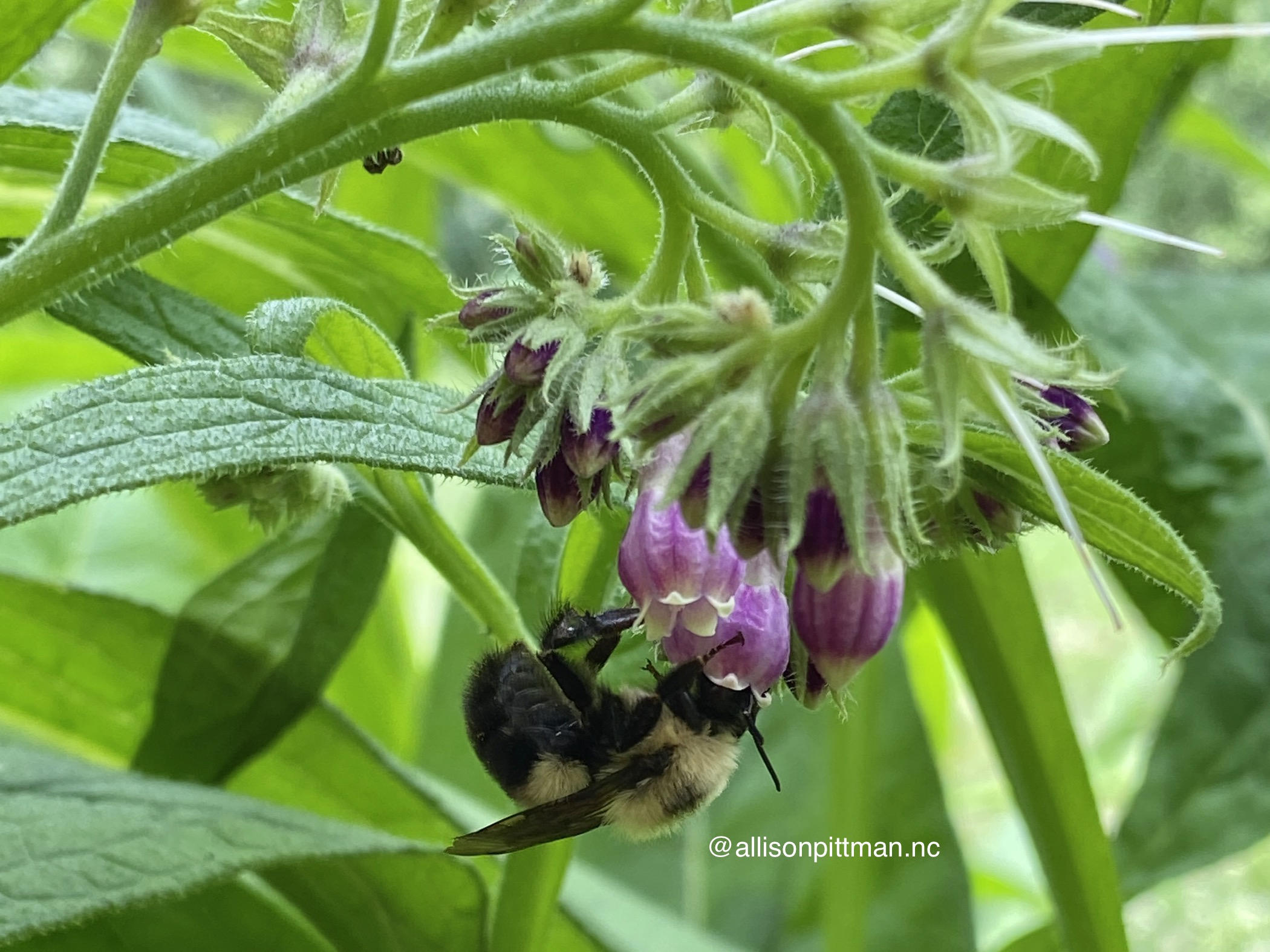 Comfrey
