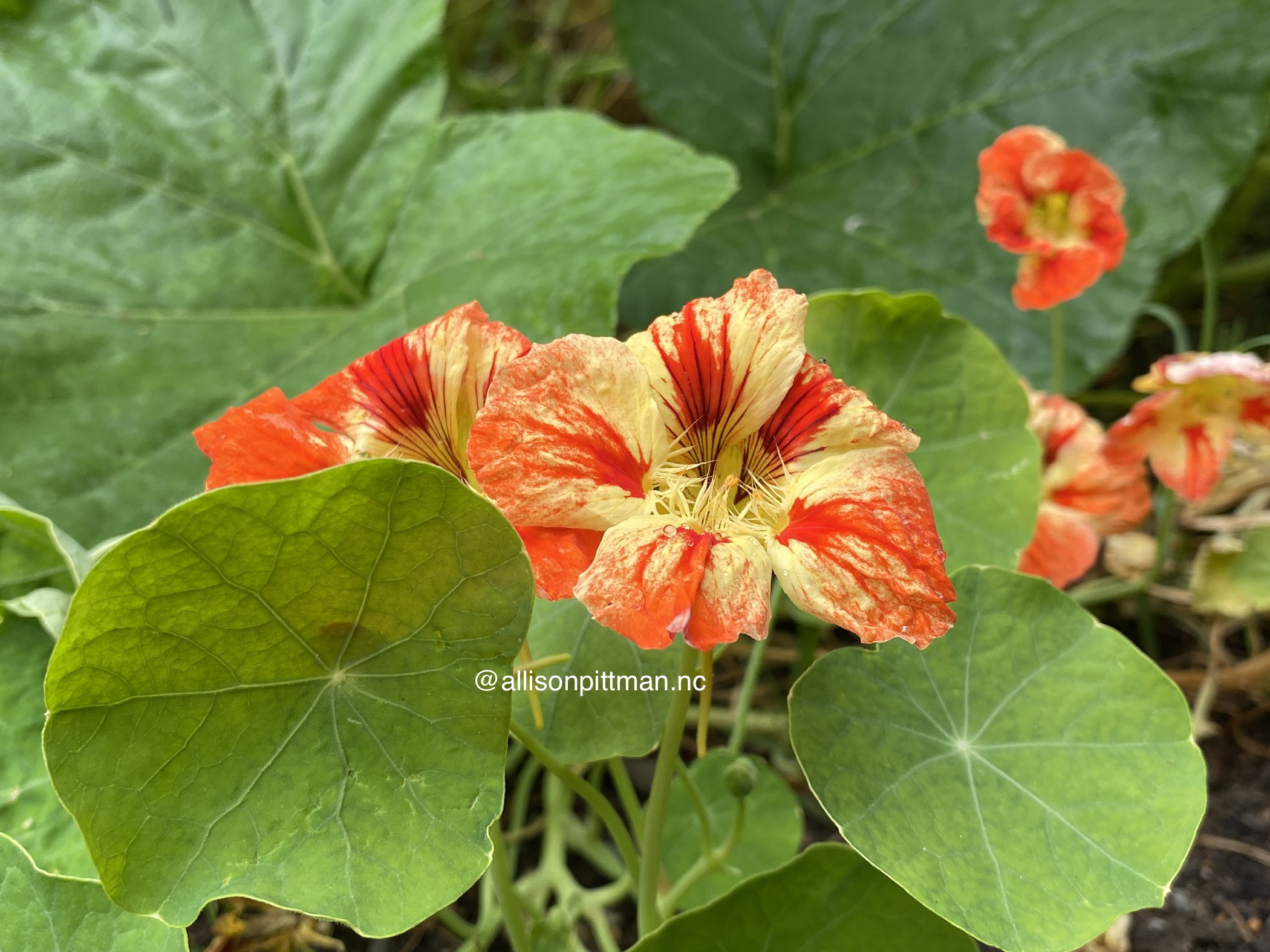 Nasturtium