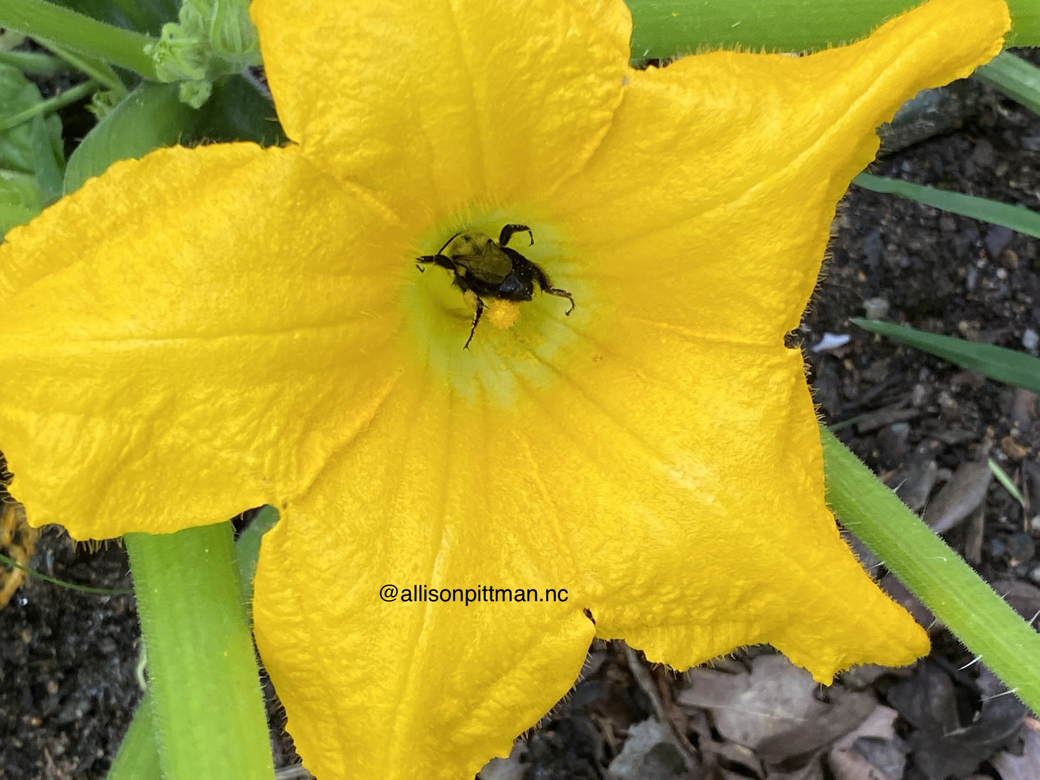 Bee collecting pollen from male squash flower