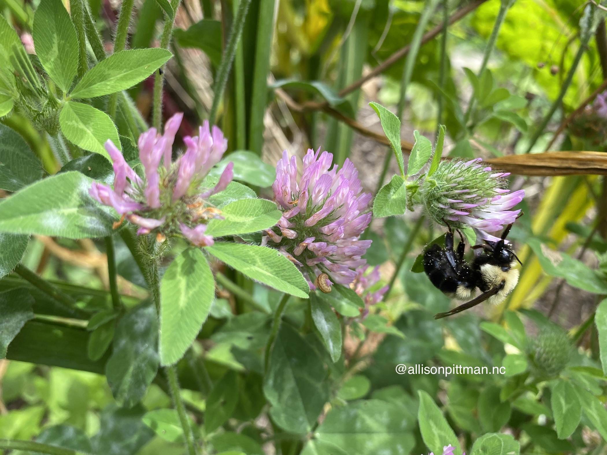 Red clover with bee