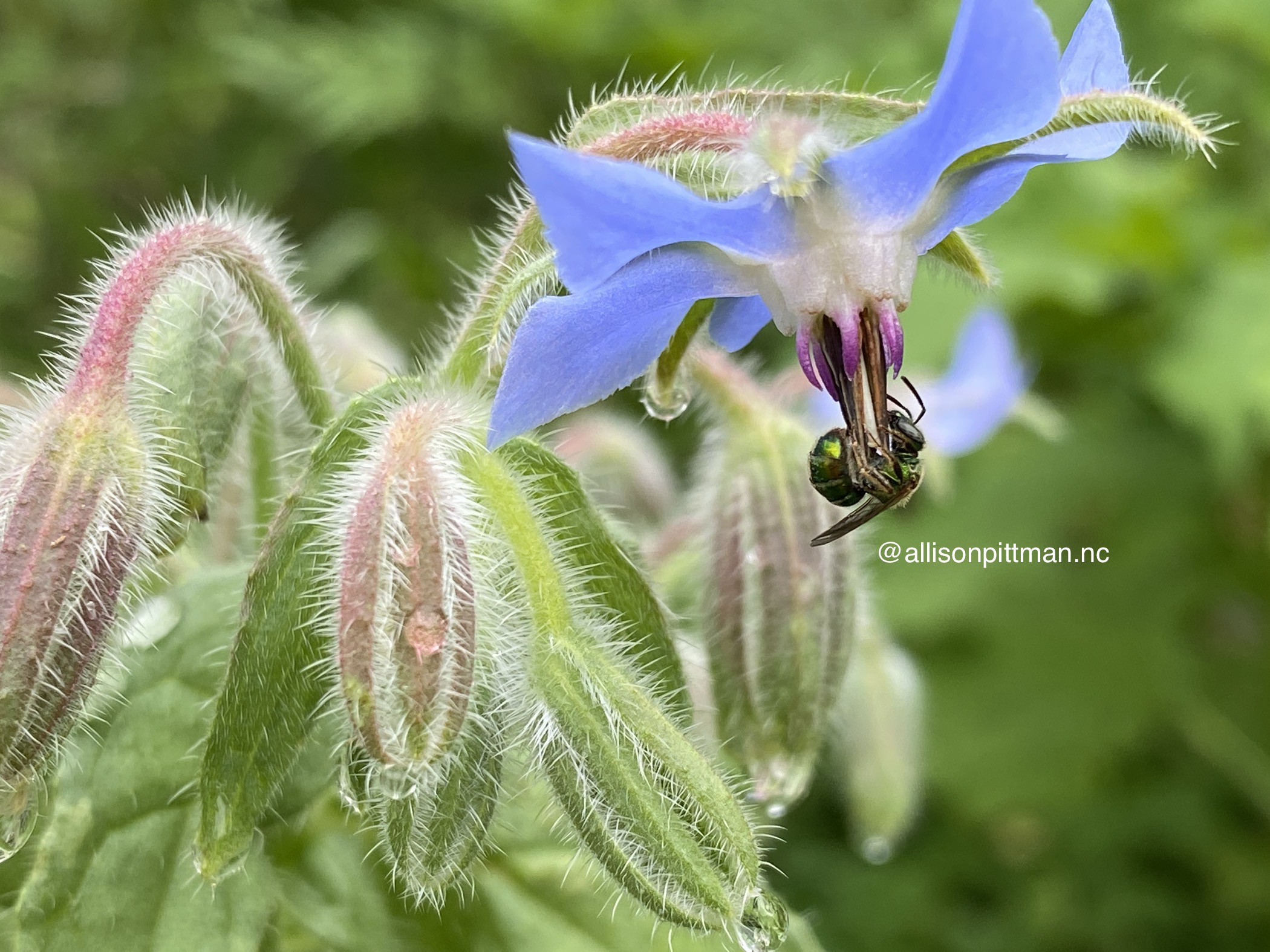 Borage