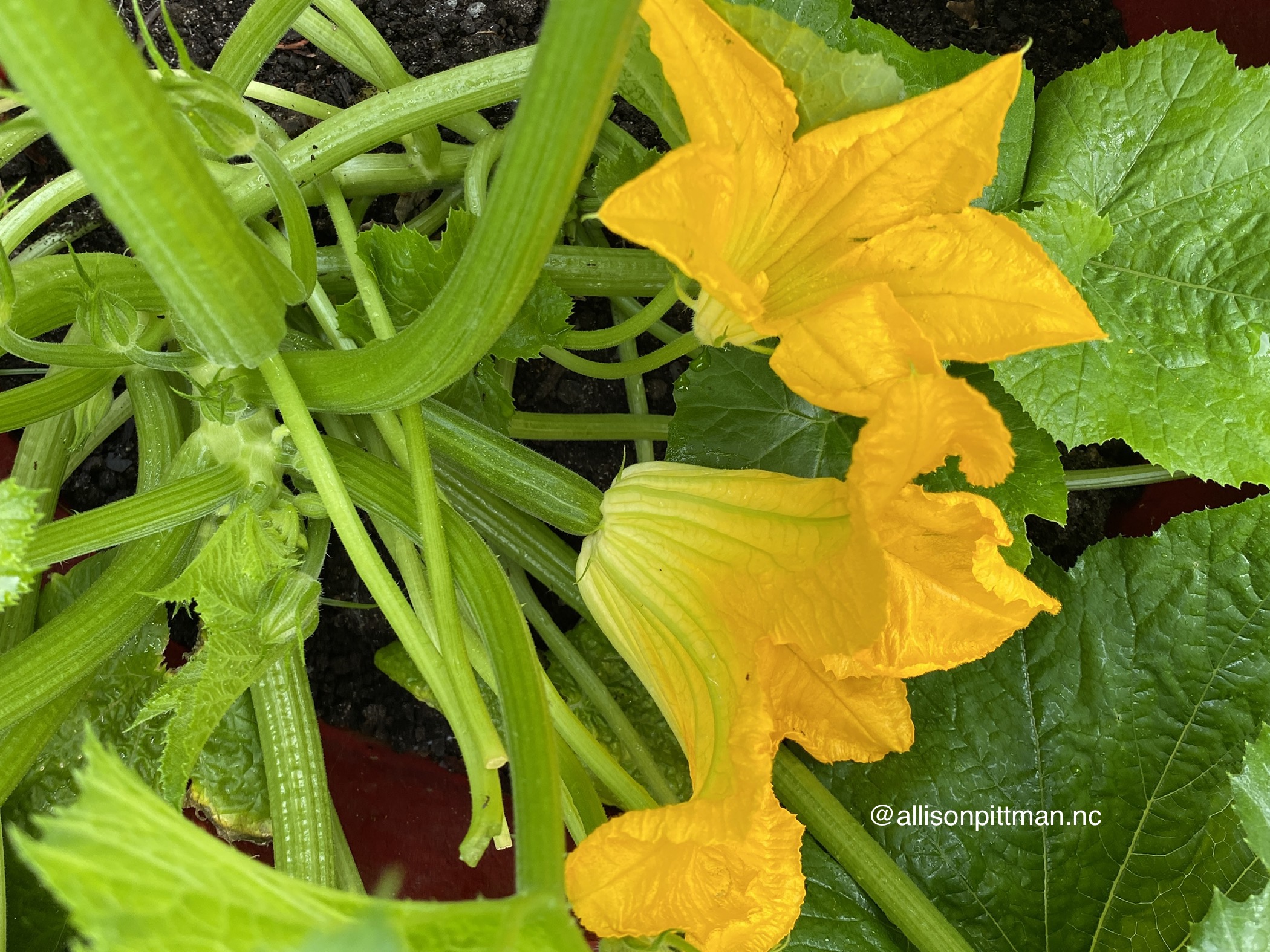 Zucchini plant showing female and male flowers