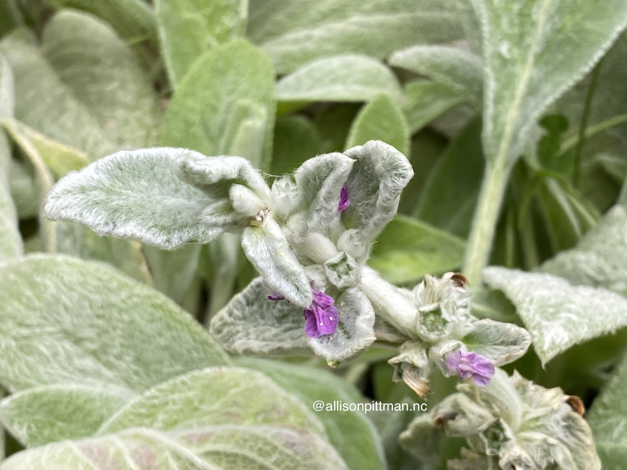 Flowering lamb's ear
