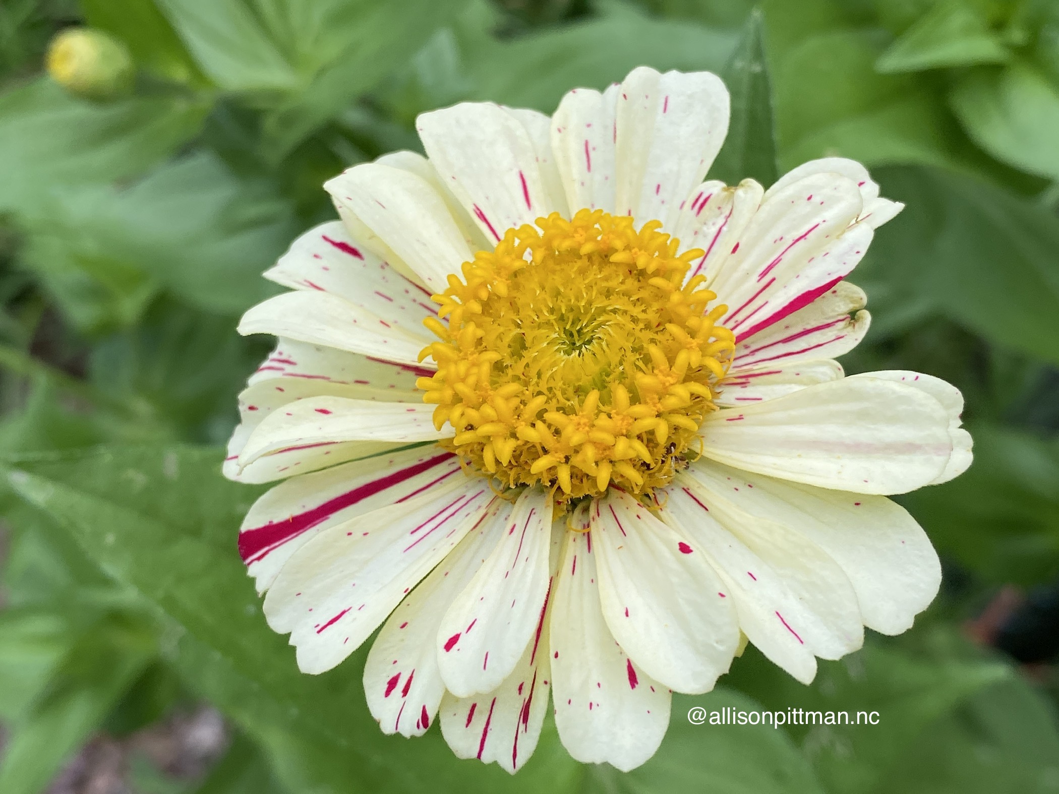 Candy cane zinnia