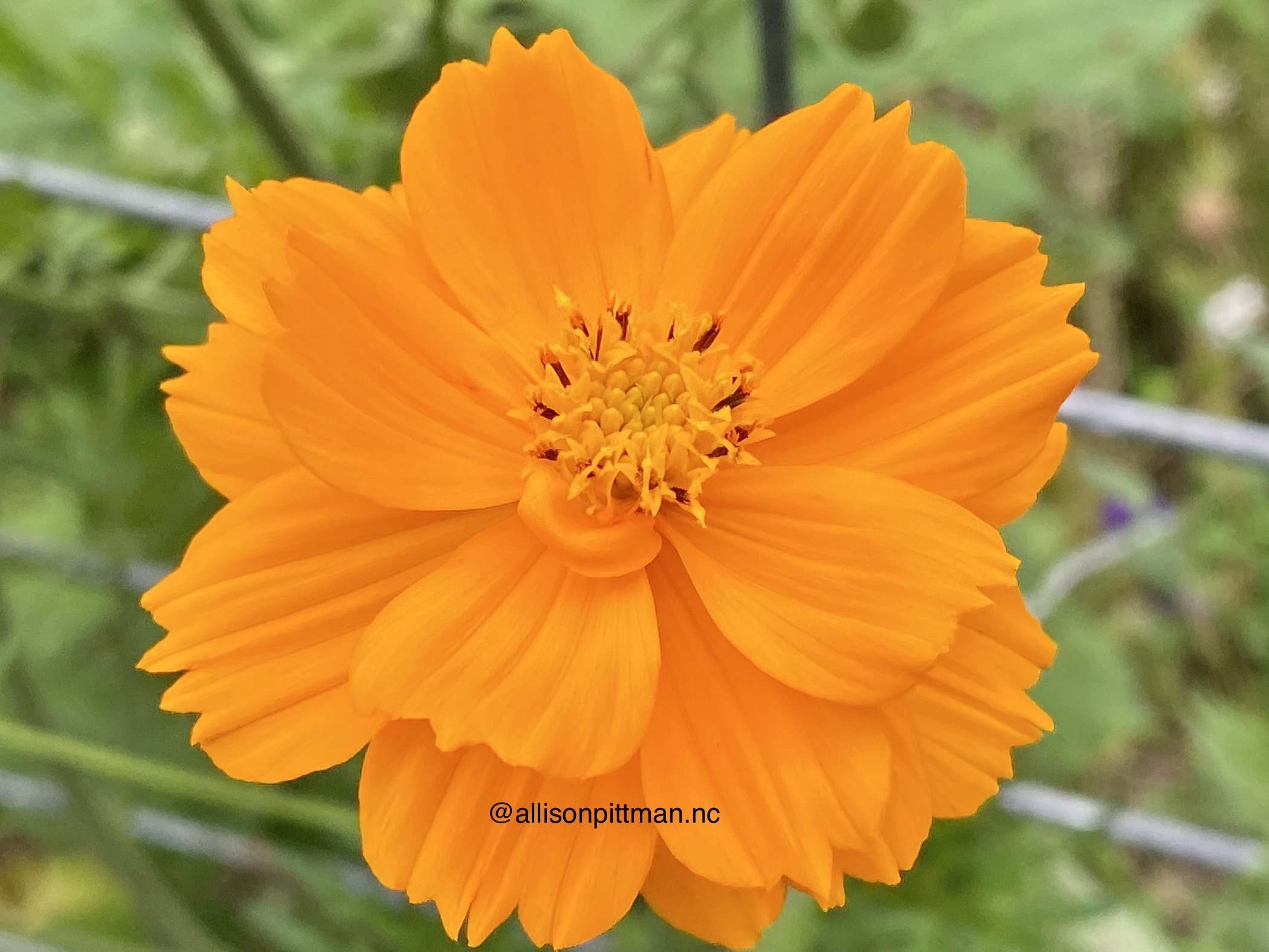 Cosmos