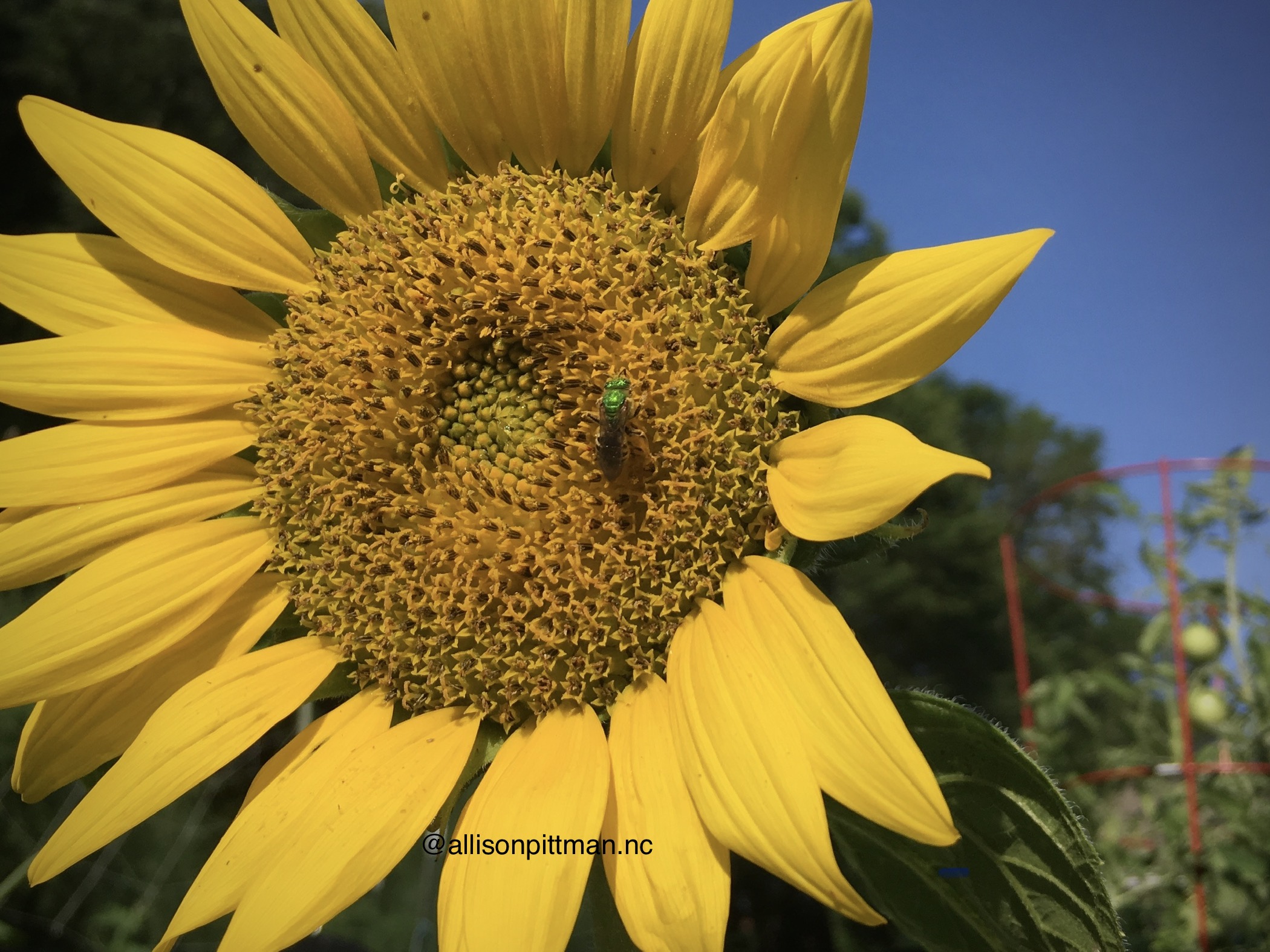 Sunflower