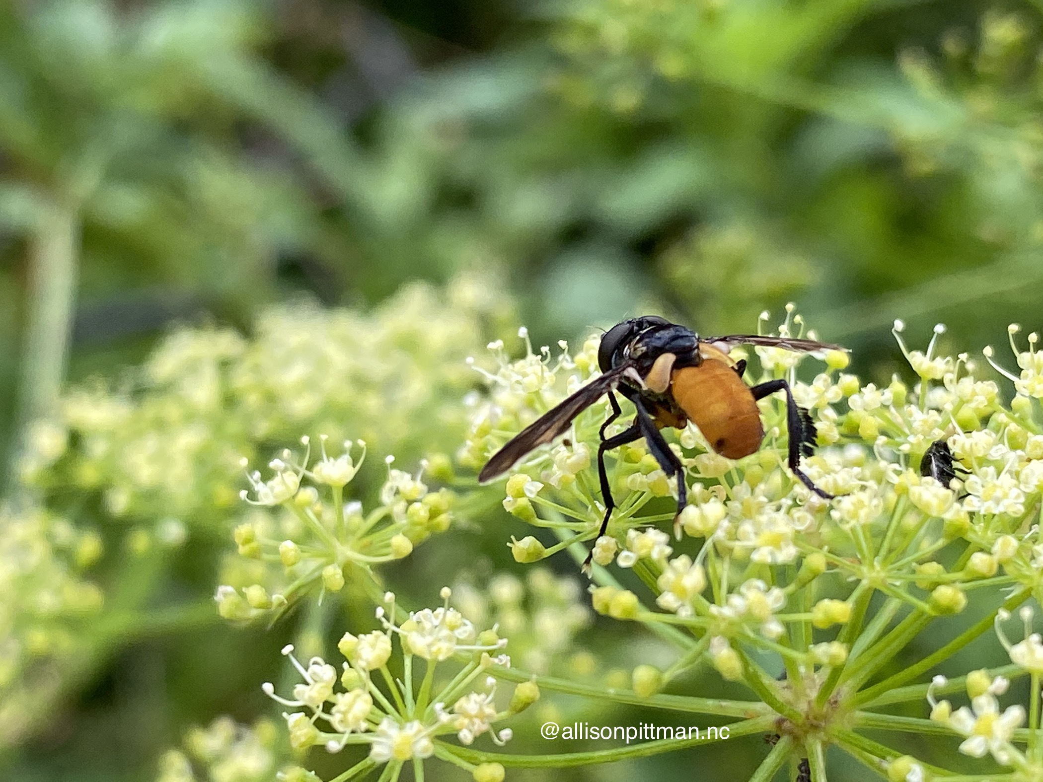 Parsley flowers with tachinid fly