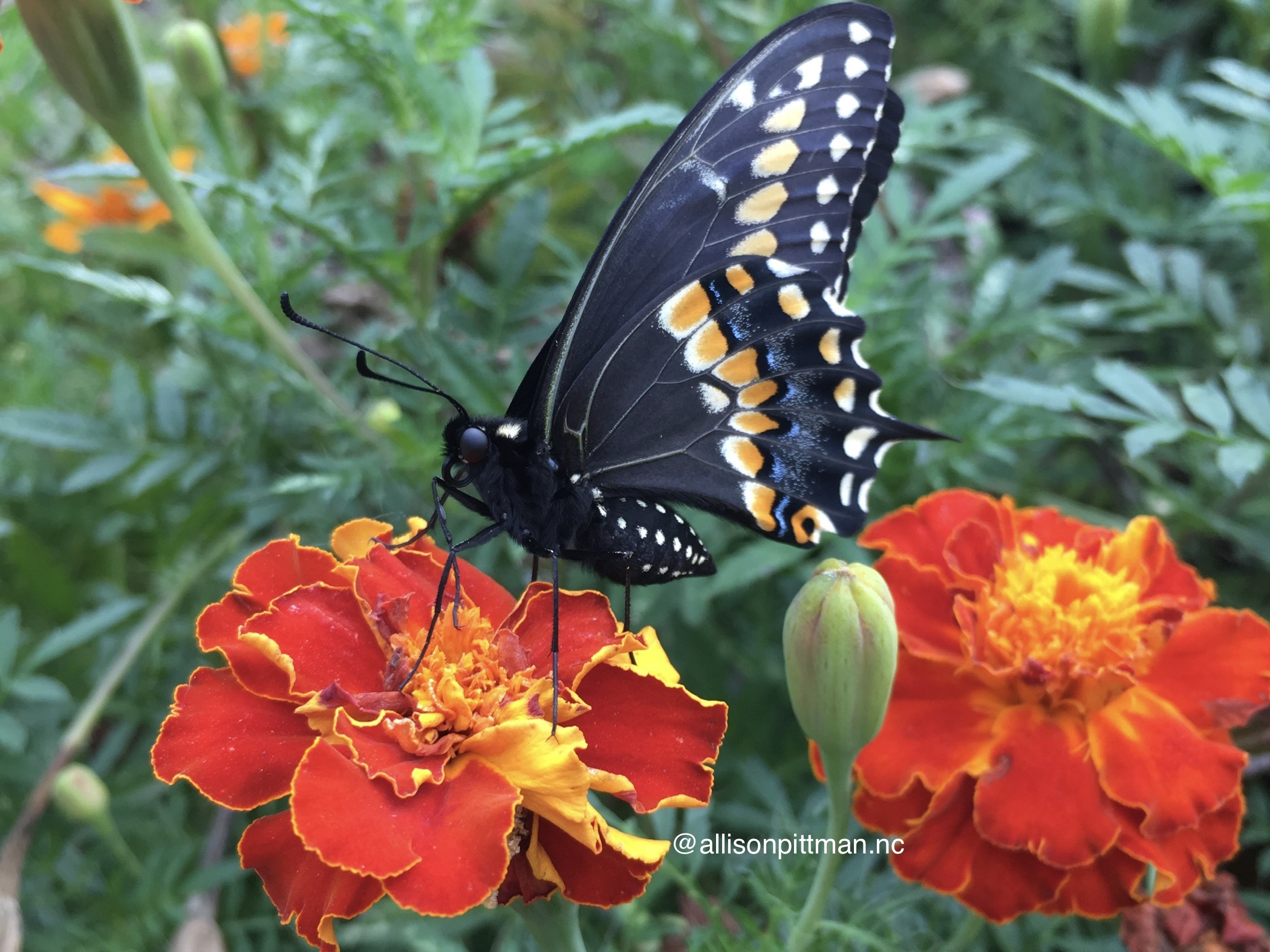 Marigold with butterfly
