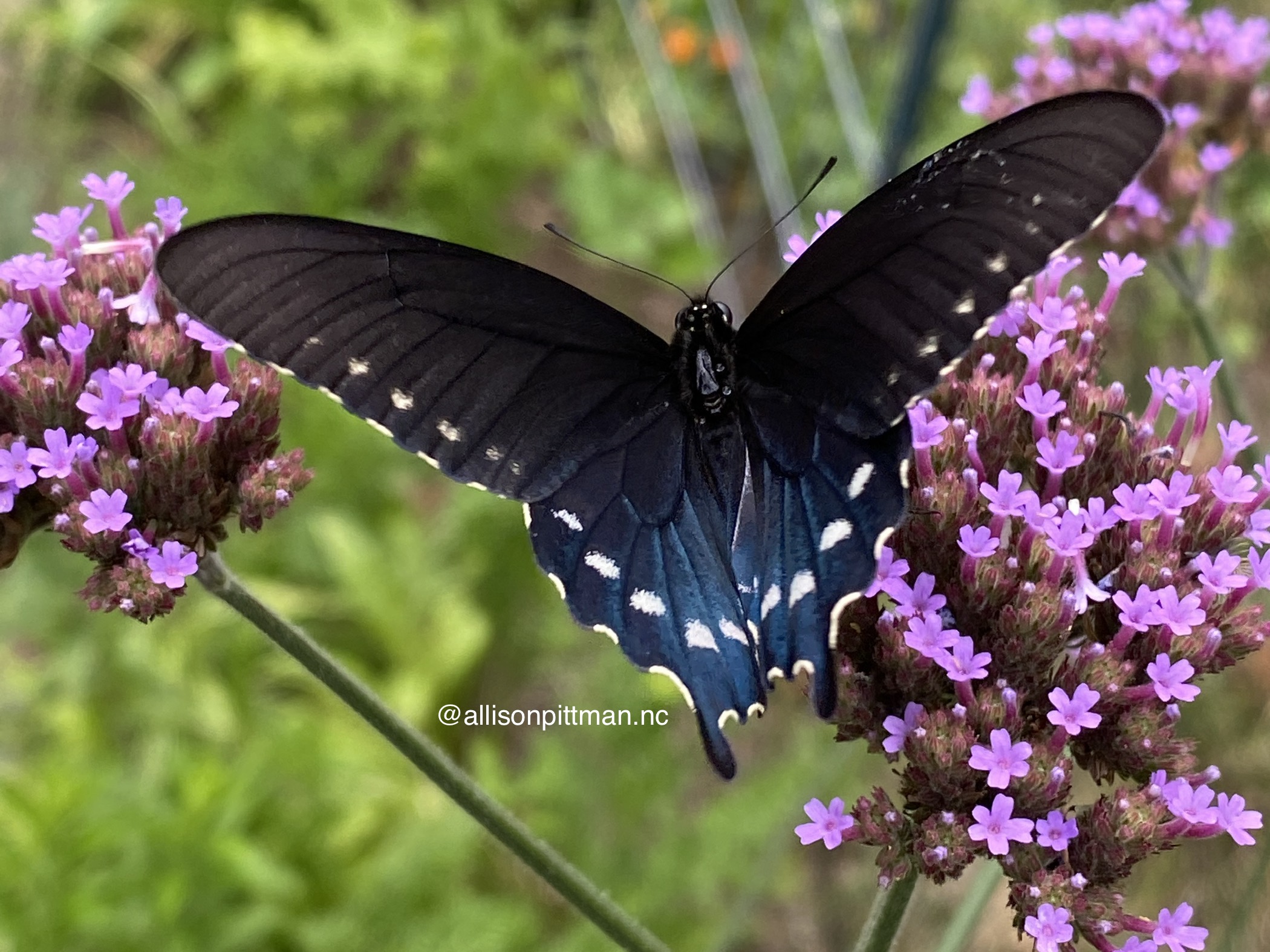 Verbena with swallowtail butterfly