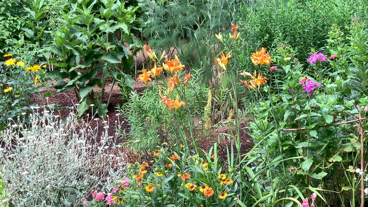 Perrenial flower bed amended with Soil3 attracts lots of pollinator