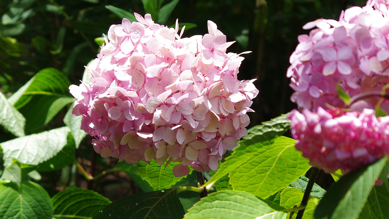 PinkRebloomingHydrangeas2