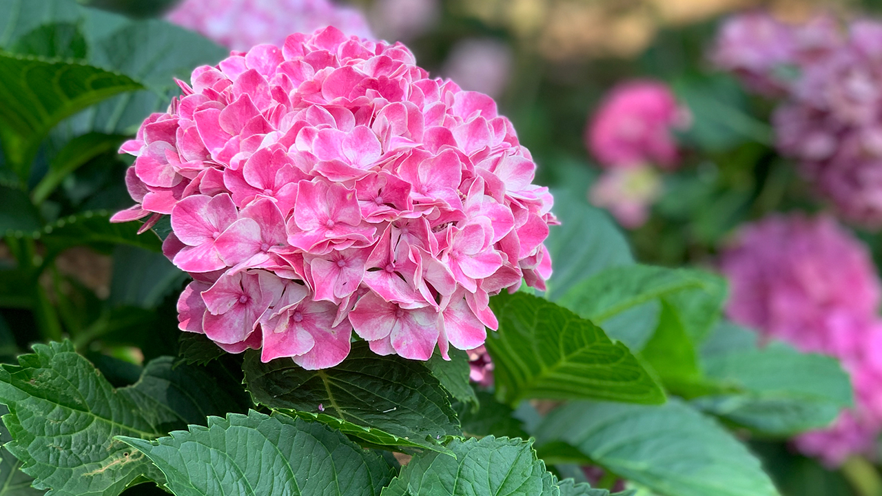 Pink_WhiteHydrangea