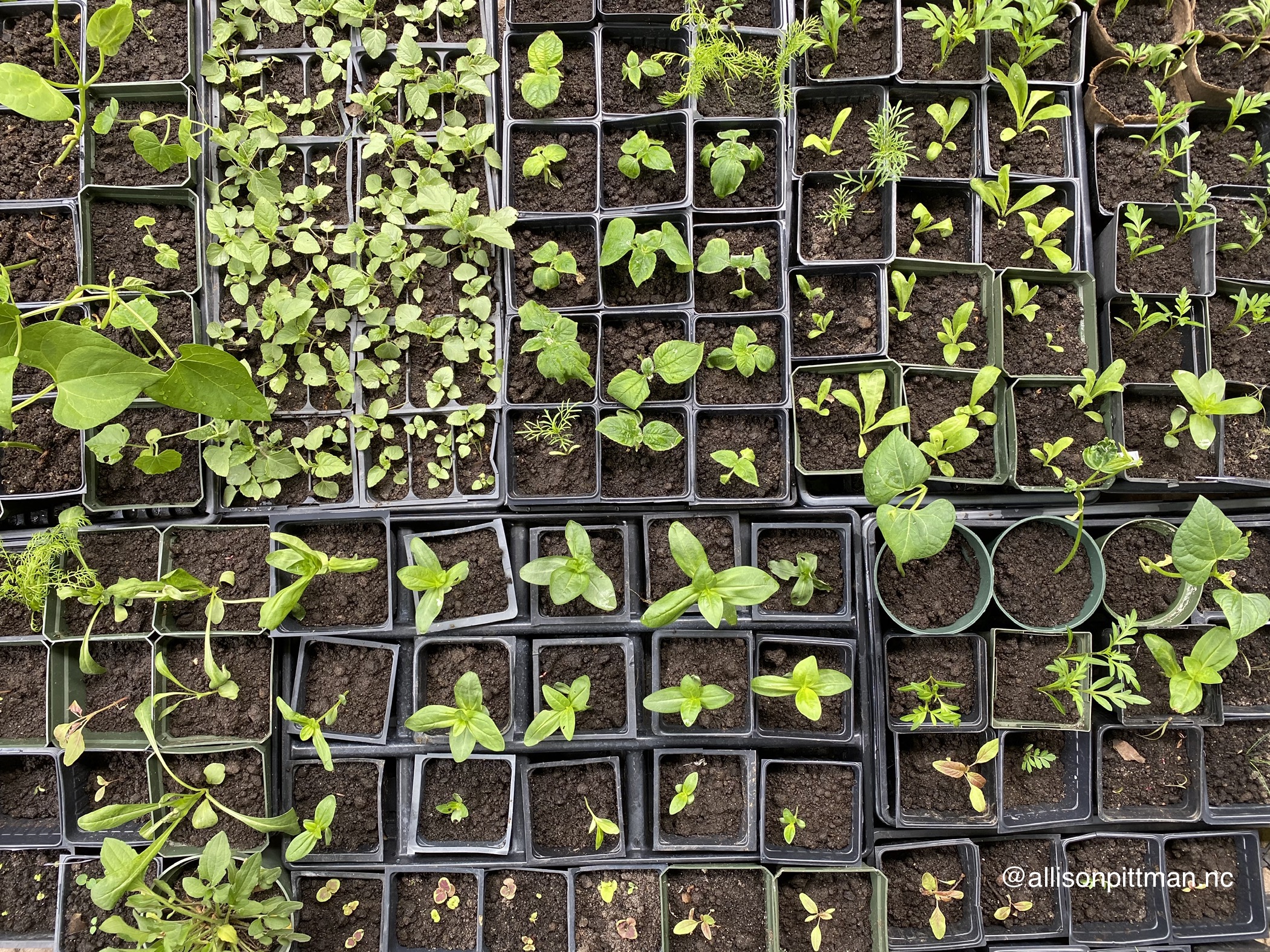 smorgasbord of seedlings for the 2020 garden season