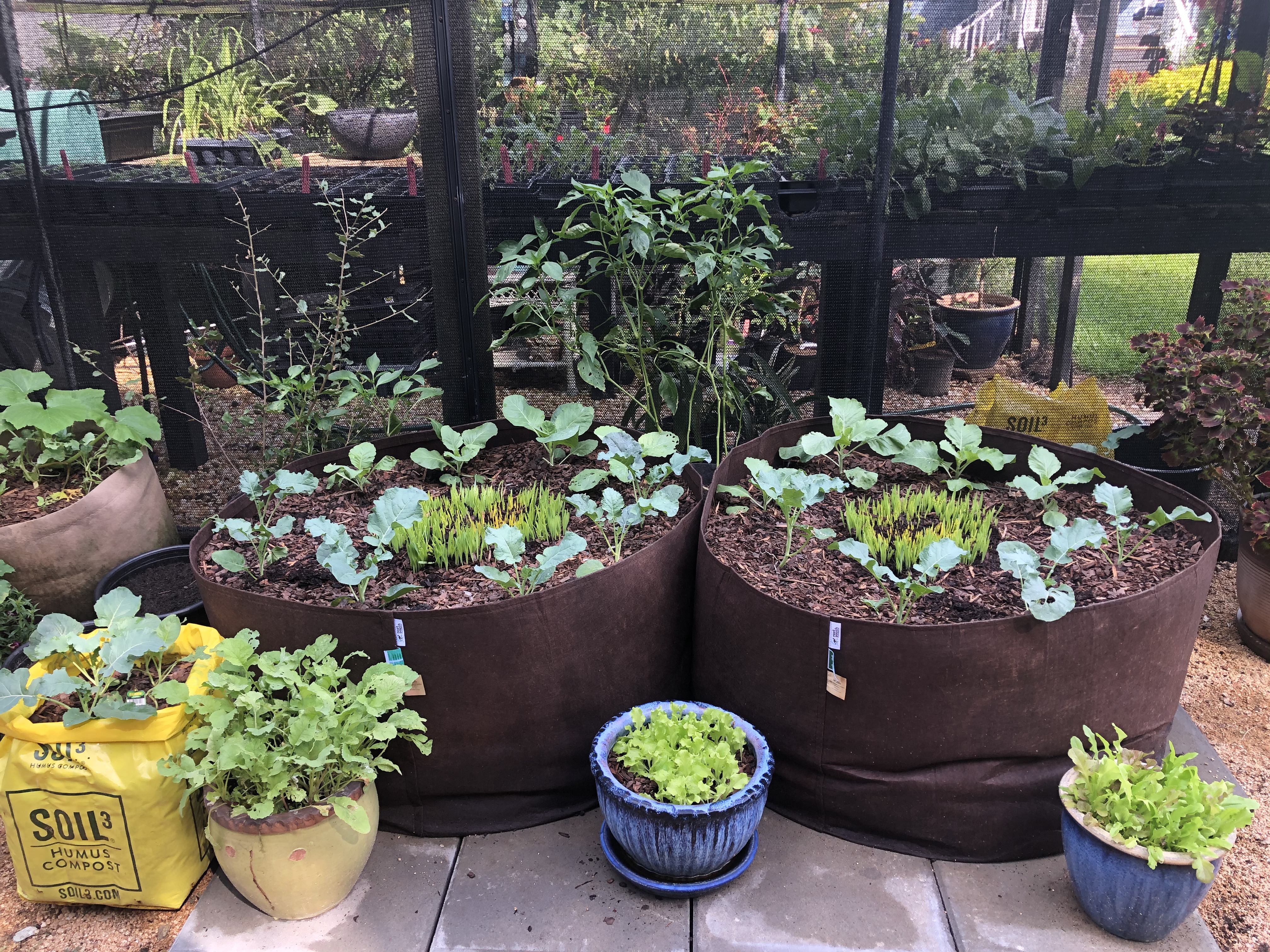 Root Pouches