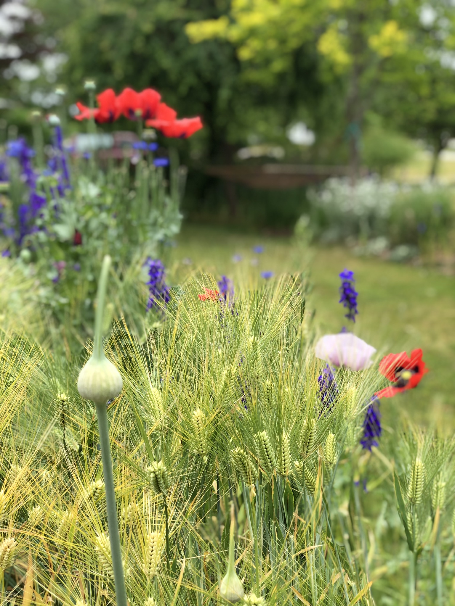 Cool Season Grains - wheat with poppies