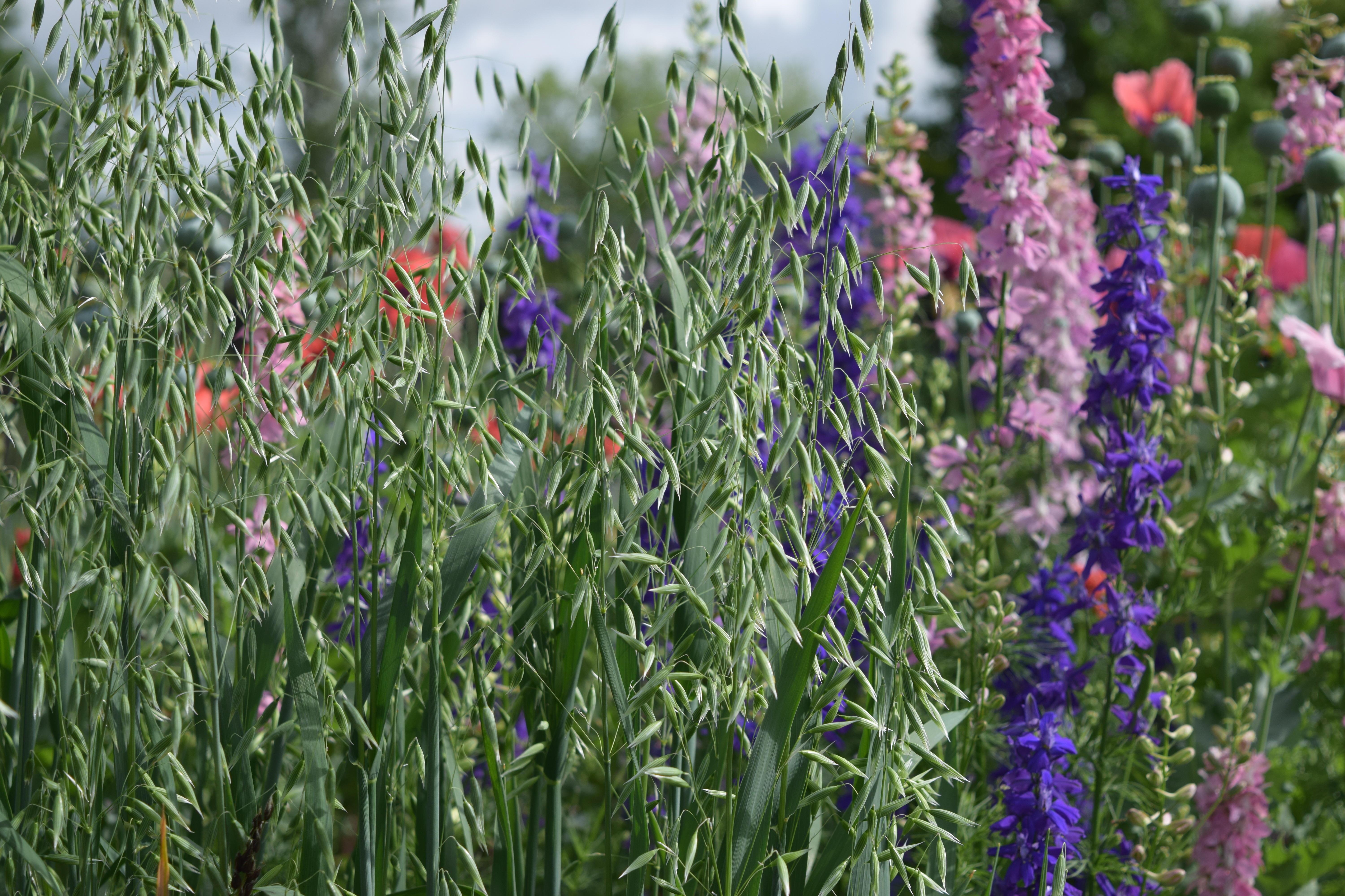 Cool season grains - oats with larkspur flowers