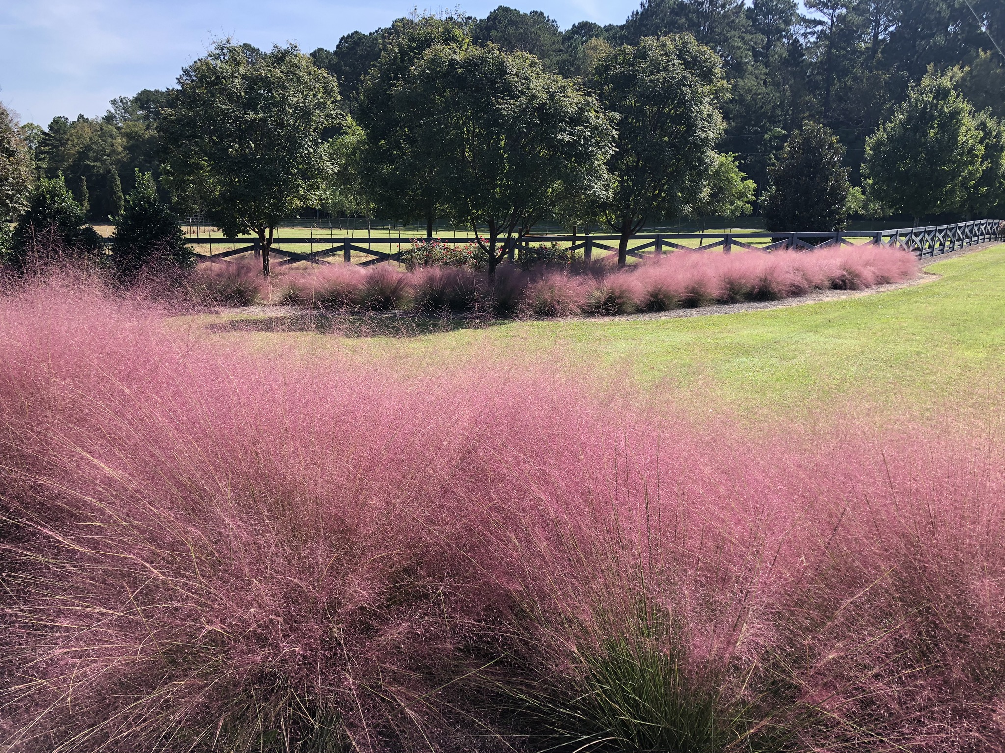 ornamental grass - purple muhlly grass