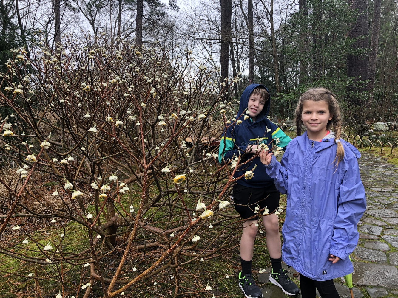 Abby and Aiden with Edgeworthia