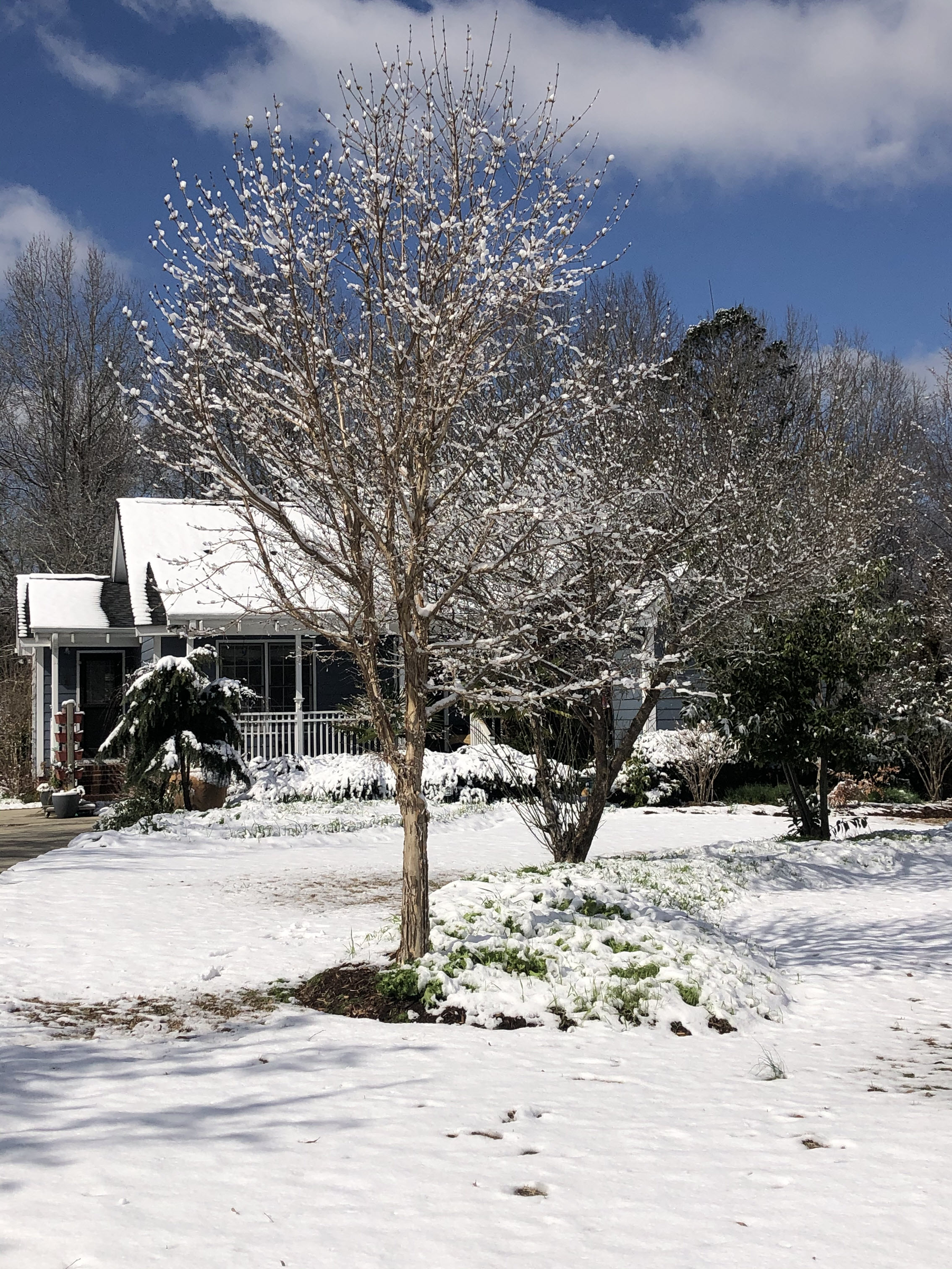 Brie winter garden covered in blanket of snow