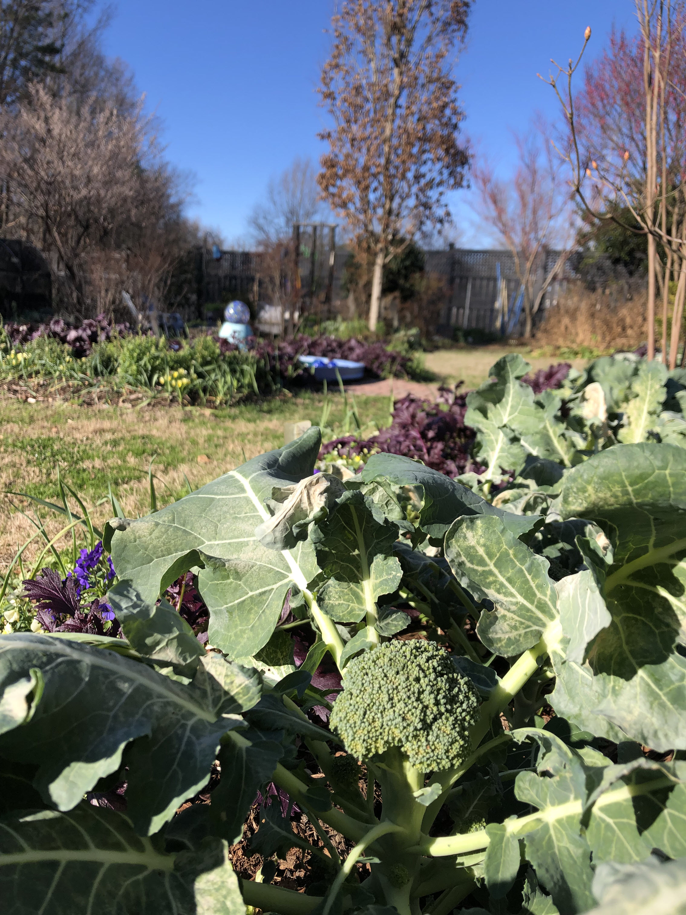 cool season vegetables before frost