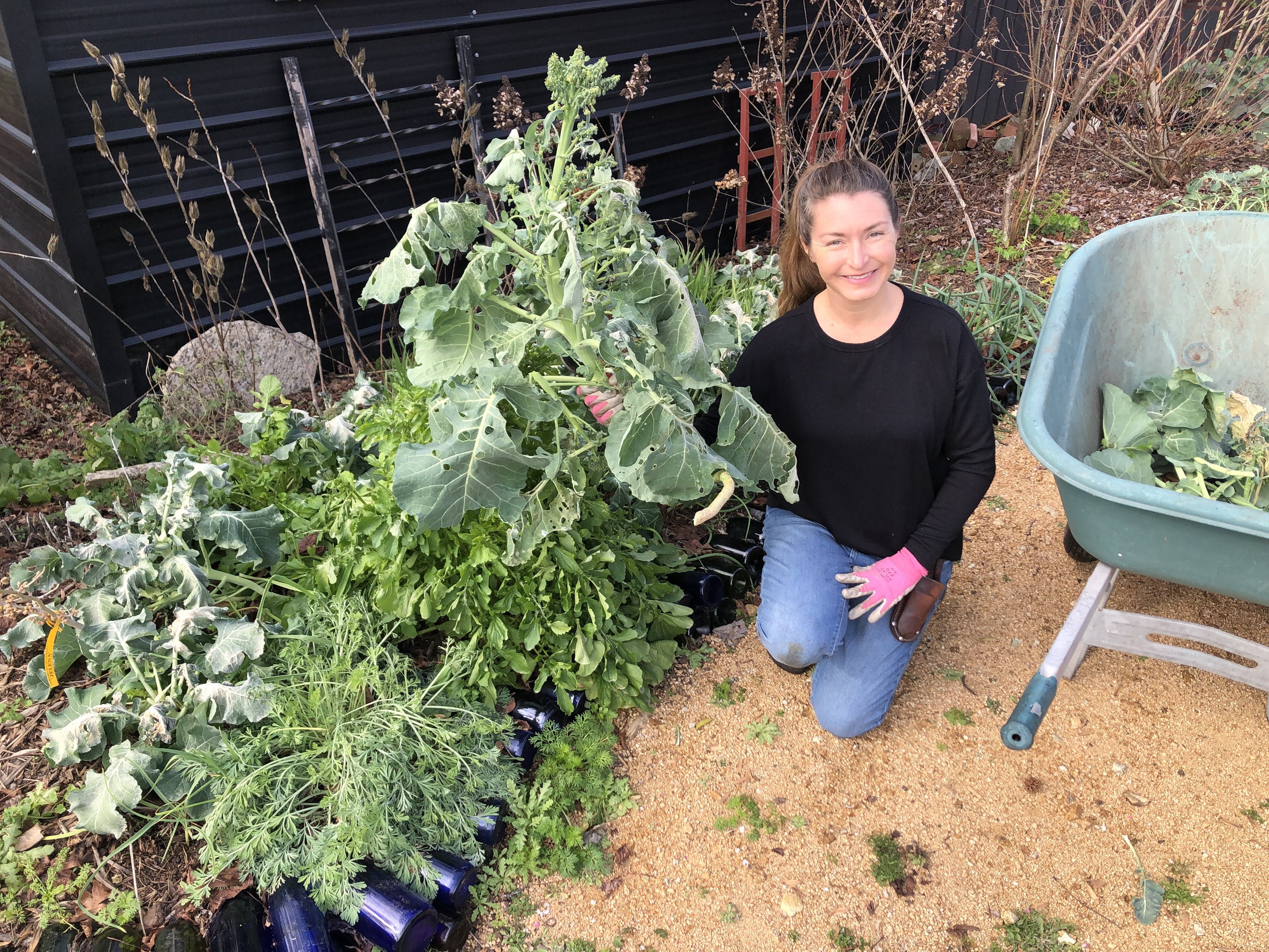 winter frost damage to vegetables broccoli