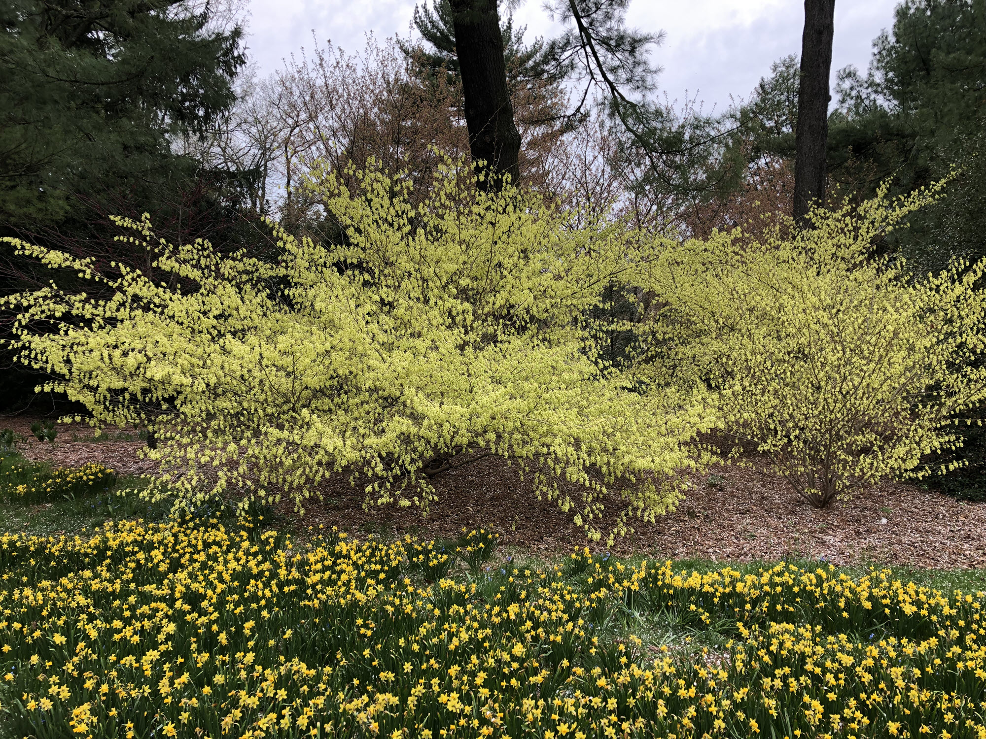 Corylopsis pauciflora with daffodils