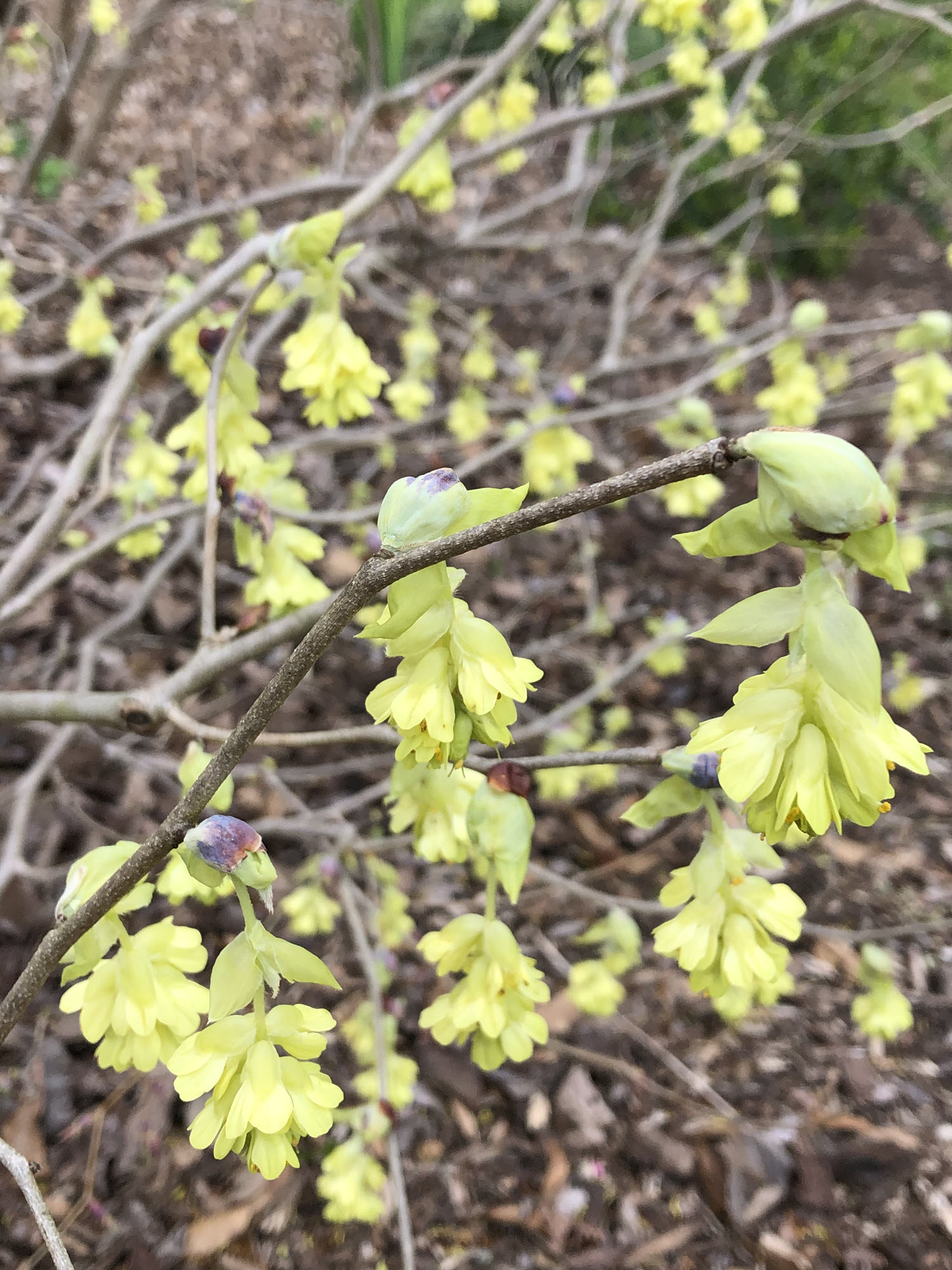 Corylopsis spicata Golden Spring in bloom
