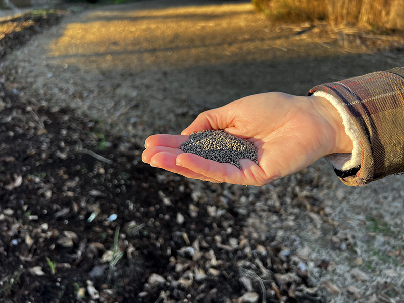 cover crop Brie Arthur seed1